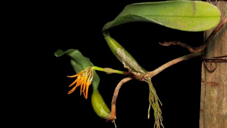 Cây dược liệu cây Lan củ dây, Lan lọng, Cau diệp xinh - Bulbophyllum concinnum Hook, f