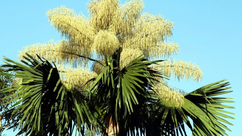 Cây dược liệu cây Lá buông cao, Lá buông đỏ - Corypha umbraculifera L. (C.elata Roxb)