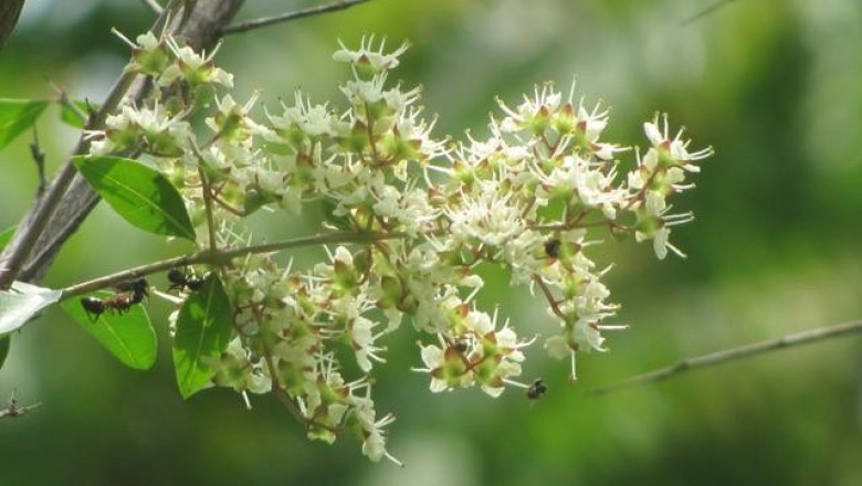 Cây dược liệu cây Lá móng, Thuốc mọi lá lựu, Lựu mọi - Lawsonia inermis L