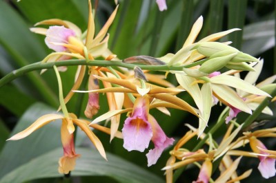 Cây dược liệu cây Lan hạc đính- Phaius tankervillae (Banks ex L'Hér) Blunne
