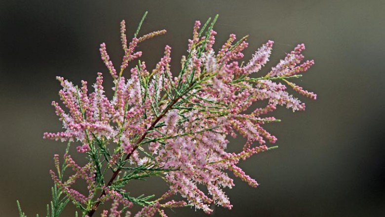 Cây dược liệu cây Liễu bách, Thuỳ ti liễu - Tamarix chinensis Lour