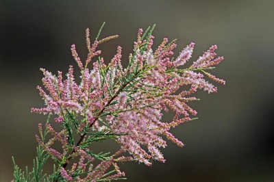 Cây dược liệu cây Liễu bách, Thuỳ ti liễu - Tamarix chinensis Lour