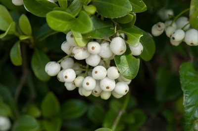 Cây dược liệu cây Lấu bò, Dé, tai chuột- Psychotria serpens L