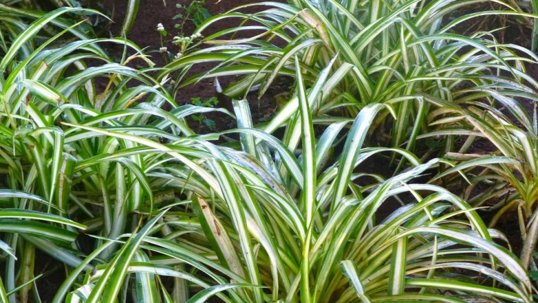Cây dược liệu cây Lục thảo thưa - Chlorophytum laxum R. Br