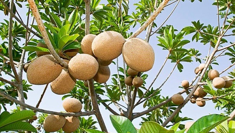 Cây dược liệu cây Lucuma, Lêkima hay cây Trứng gà - Pouteria sapota (Jacq.) H.E. Moore et Stearn (Lucuma mammosa Gaertn.)
