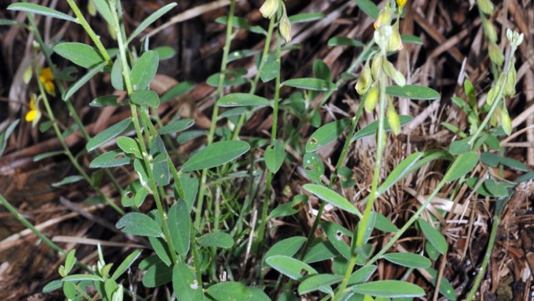 Cây dược liệu cây Lục lạc trắng - Crotalaria albida Heyne ex Roth