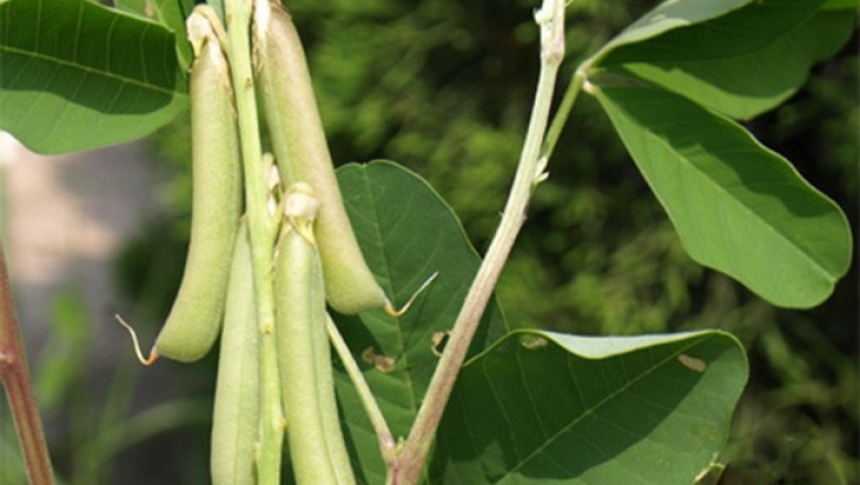 Cây dược liệu cây Lục lạc mũi mác, Muồng mũi mác, Muồng dùi đục - Crotalaria anagyroides H.B. et K