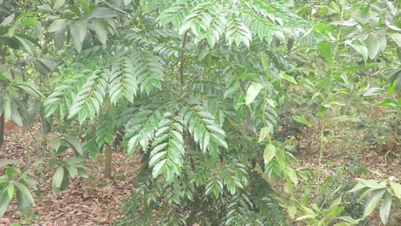 Cây dược liệu cây Lim, Lim xanh - Erythrophloeum fordii Otiv