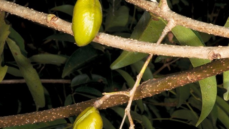 Cây dược liệu cây Lốp bốp, Mồng gà, Ðộc chó - Connarus cochinchinensis (BailL) Pierre