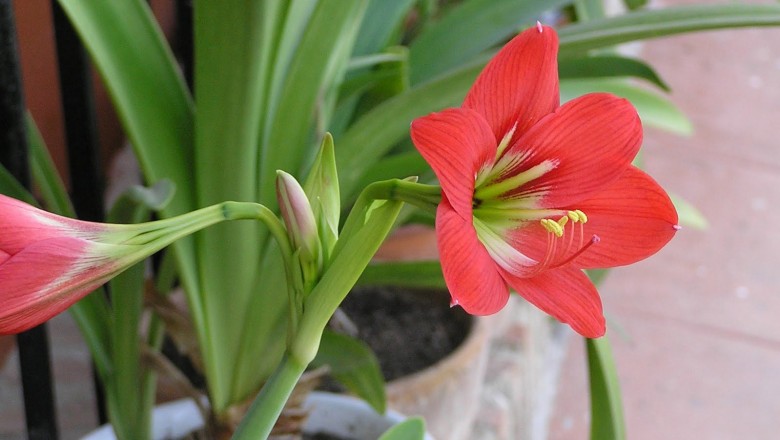 Cây dược liệu cây Loa kèn đỏ, Lan huệ, Huệ lớn - Hippeastrum equestre (Ait) Herb