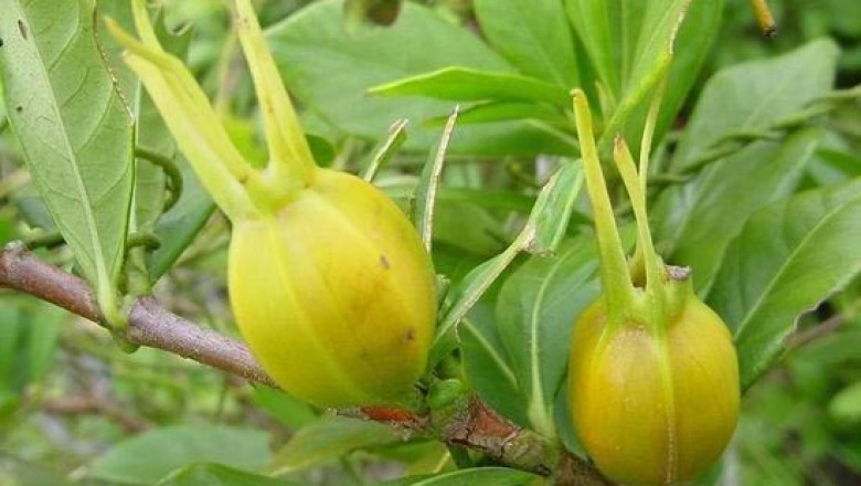 Hái ra tiền nhờ loài cây dại mọc quanh ao tại Kim Sơn, Ninh Bình