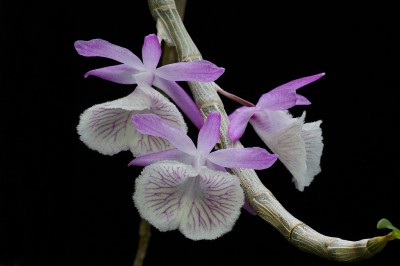Cây dược liệu cây Long tu, Lan hoàng thảo long tu - Dendrobium primulinum Lindl