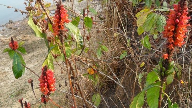 Cây dược liệu cây Ô rô lửa hoa cong, Xuân tiết hoa cong - Phlogacanthus curviflorus (Wall.) Nees (Justicia curviflora Wall.)