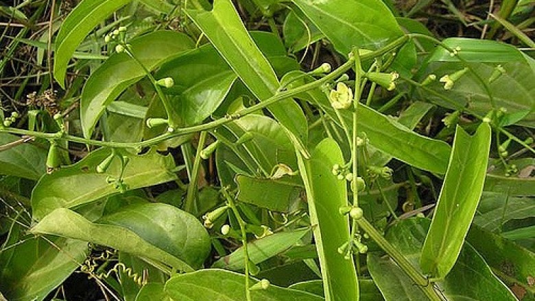 Cây dược liệu cây Lục lạc dây, Thiết bát - Zanonia indica L