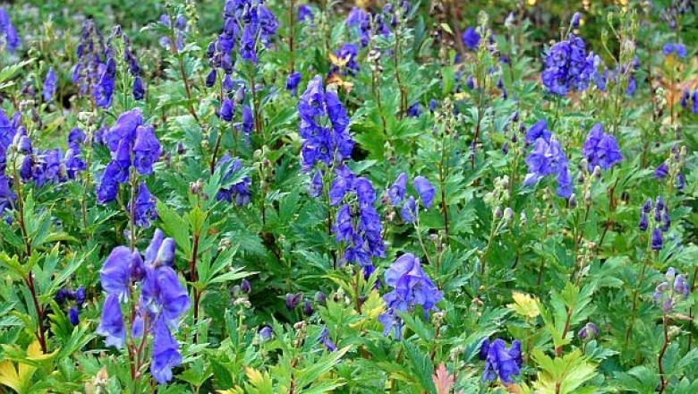 Cây dược liệu cây Ô đầu, Củ gấu tàu, Gấu tàu, ấu tàu - Aconitum fortunei Hemsl