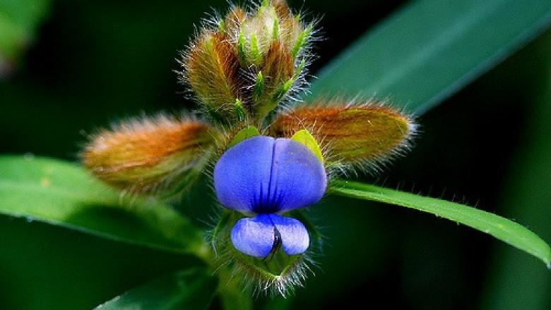 Cây dược liệu cây Lục lạc không, Muống lá mũi tên - Crotalaria sessiliflora L