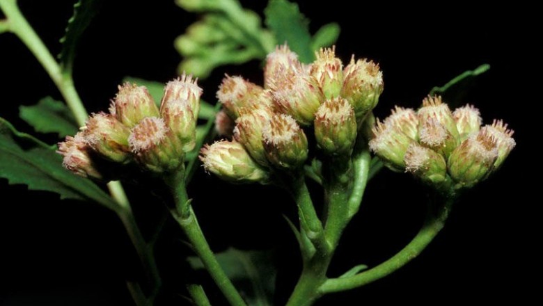 Cây dược liệu cây Lức, lức cây, Sài hồ nam, Nam sài hồ - Pluchea pteropoda Hemsl