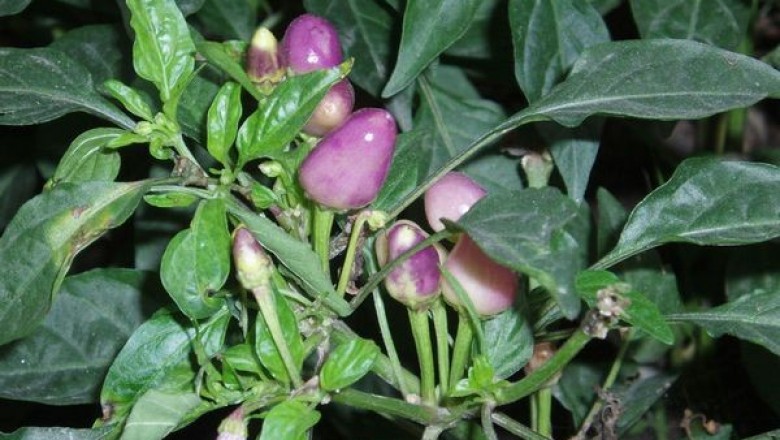 Cây dược liệu cây Ớt tím - Capsisum frutescens L. var. conoides (Mil.) Bai