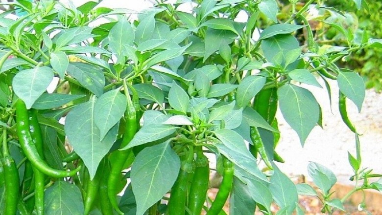 Cây dược liệu cây Ớt làn lá to, Mức trâu, Cây hạnh phúc, Ðuôi dơi, Dùi đôi, Thần linh lá to - Kibatalia anceps (Dunn et Williams) Woods. (Paravallaris macrophylla Pierre ex Pit.)