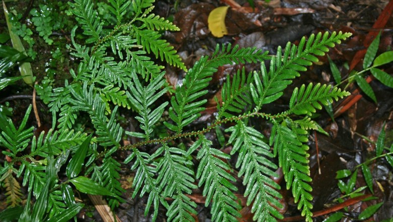 Cây dược liệu cây Quyển bá yếu - Selaginella delicatula (Desv.) Alston (Lycopodium delicatulum Desv)