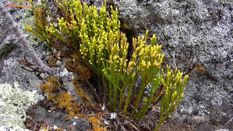 Cây dược liệu cây Quyết lá thông, Dương xỉ trần, Cây lá thông - Psilotum nudum (L.) Griseb