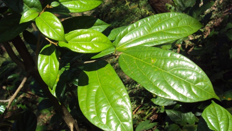 Cây dược liệu cây Quăng, Quăng lông, Thôi chanh lá xôn - Alangium salviifolium (L.f.) Wang
