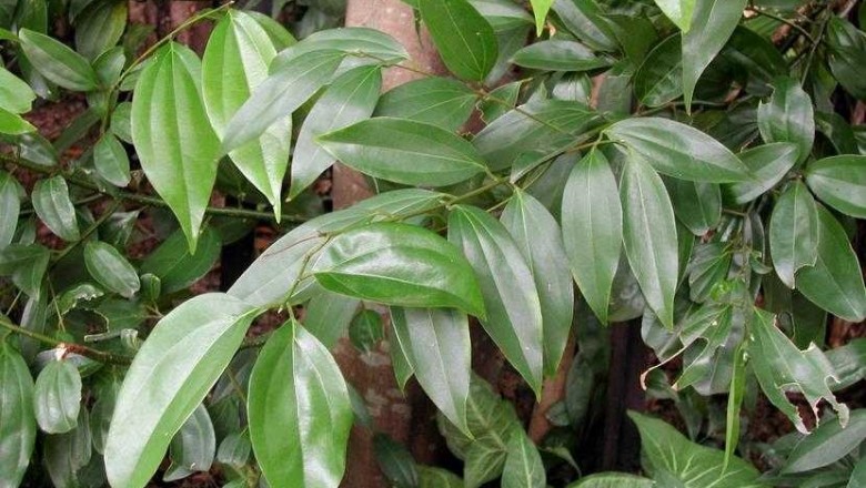 Cây dược liệu cây Quế rành, Quế trèn, Trèn trèn - Cinnamomum burmanii (Nees et T. Nees) Blume (Laurus burmanii C. G. et Th. Nees)