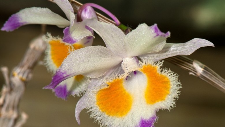 Cây dược liệu cây Phương dung, Thạch hộc môi răng, Hoàng thảo - Dendrobium devonianum Paxt