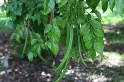 Cây dược liệu cây Quao nước - Dolichandrone spathacea (L.f.) K. Schum