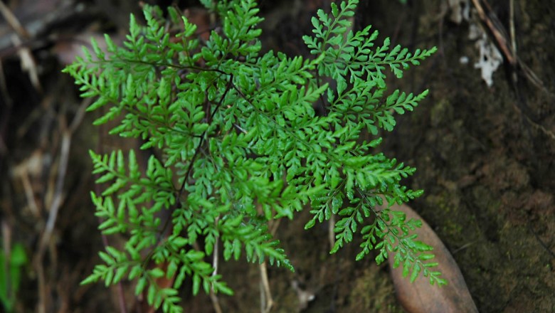 Cây dược liệu cây Quạt lông, Ráng thần mô lá mảnh - Cheilanthes tenuifolia (Burm. f.) Sw