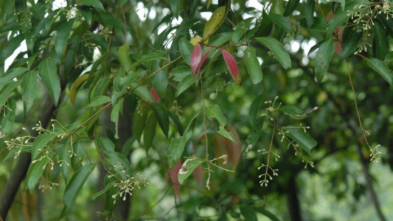 Cây dược liệu cây Quế Bon, Re bông - Cinnamomum bonii Lecomte