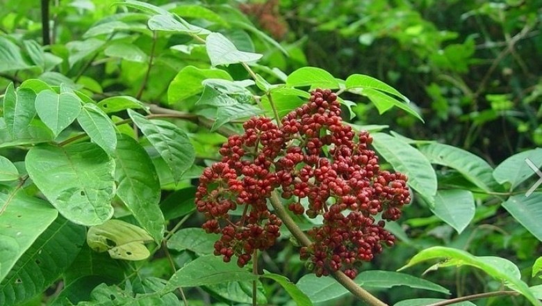 Cây dược liệu cây Ngô thù du - Tetradium rutaecarpum (A. Juss) Hartley (Euodia rutaecarpa (Juss.) Benth et Hook.)