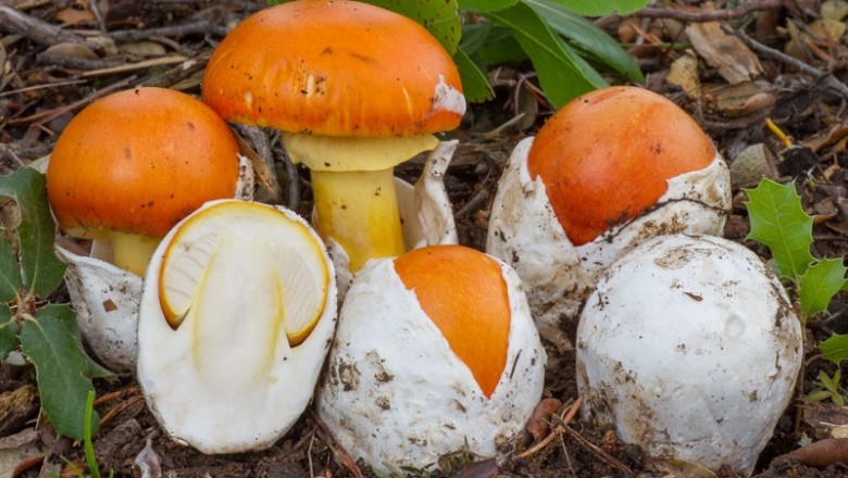 Cây dược liệu cây Nấm tán da cam - Amanita caesarea (Scop. ex Fr.) Pers. ex Schw