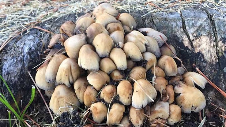 Cây dược liệu cây Nấm mực - Coprinus atramentarius (Bull..) Fr
