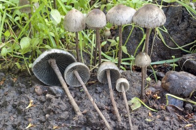 Cây dược liệu cây Nấm phiến đốm chuông - Paneolus campanulatus (L.) Quél