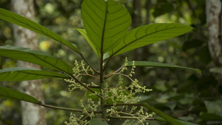 Cây dược liệu cây Nàng hai - Dendrocnide sinuata (Blume) Chew (Laportea crenulata (Roxb.) Gaudich)