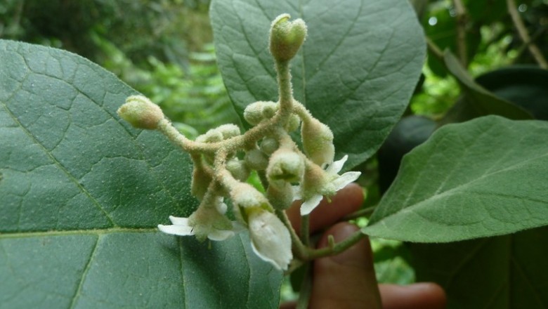 Cây dược liệu cây Ngoi, Cà hôi, Chìa bôi - Solanum verbascifolium L