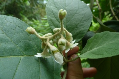 Cây dược liệu cây Ngoi, Cà hôi, Chìa bôi - Solanum verbascifolium L