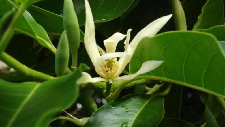 Cây dược liệu cây Ngọc lan hoa trắng - Michelia alba L