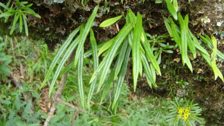Cây dược liệu cây Ngõa vi, Ổ nang vẩy, Ráng quần lân Thunberg - Lepisorus thunbergianus (Kaulf.) Ching