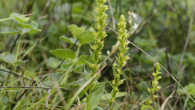 Cây dược liệu cây Ngọc phượng hoa, Chu thư dày, Lan nhuỵ vòng - Peristylus densus (Lindl.) Santap. et Kapad. (Coeloglossum densum Lindl., Habenaria buchnerorides Schltr., H. evrardii Gagnep.)