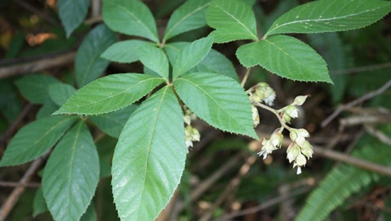 Cây dược liệu cây Ngấy, Ngấy hương, Đùm đũm hương - Rubus cochinchinensis Tratt
