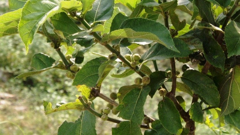 Cây dược liệu cây Ngái - Ficus hispida L. f