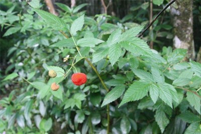 Cây dược liệu cây Ngấy lá hồng - Rubus rosaefolius Sm