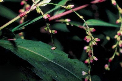 Cây dược liệu cây Nghể mềm - Polygonum flaccidum Meisn