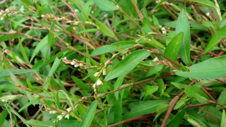 Cây dược liệu cây Nghể răm - Polygonum hydropiper L
