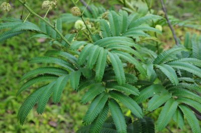 Cây dược liệu cây Keo tuyến to, Sống rắn - Acacia megaladenia Desv. var. indochinensis L. Nielsen