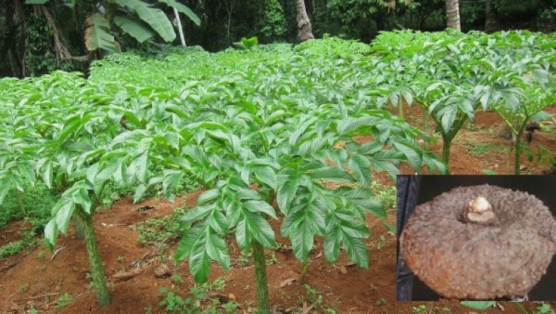 Cây dược liệu cây Khoai na, Khoai nưa, Nưa chuông - Amorphophallus paeoniifolius (Dennst.) Nicols. (A. campanulatus Blume ex Decne)