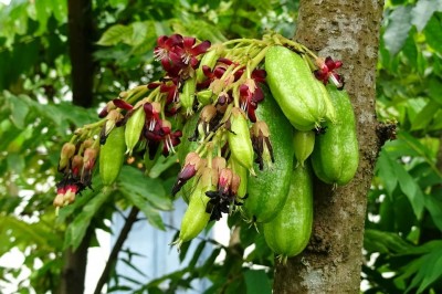 Cây dược liệu cây Khế tàu - Averrhoa bilimbi L