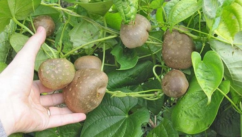 Cây dược liệu cây Khoai dái; Củ dại, Khoai trời - Dioscorea bulbifera L